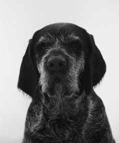 Canis lupus familiaris 199001, z cyklu Portréty