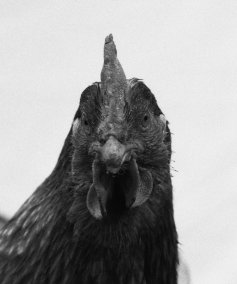 Gallus gallus 199002, z cyklu Portréty