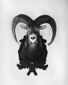 Ovis aries musimon 199005, z cyklu Portréty