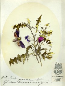 Punica Granatum Solanum 131009