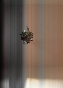 Heliophilia #165 224001