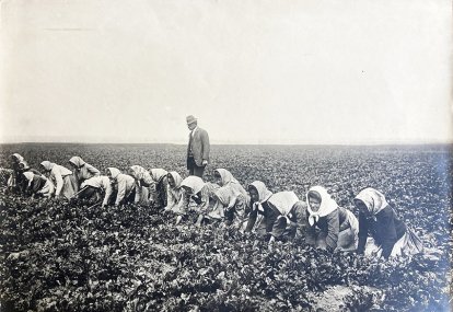 sklizeň řepy u Úholiček u Prahy 238001
