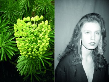 bez názvu 275001, z cyklu Flowers are not to be picked, Flowers are to be admired