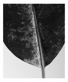 300002, z cyklu Plants in the Office Space