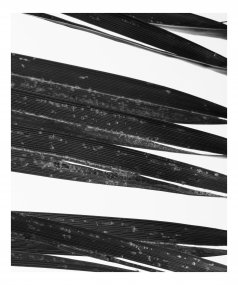 300003, z cyklu Plants in the Office Space
