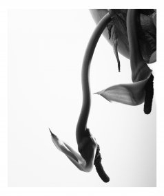 300004, z cyklu Plants in the Office Space